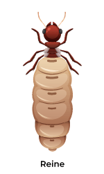 reine-termite