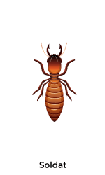 soldat-termite